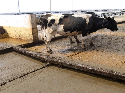 冬季低溫環(huán)境下，牛場清糞機如何制定面防凍維護方案